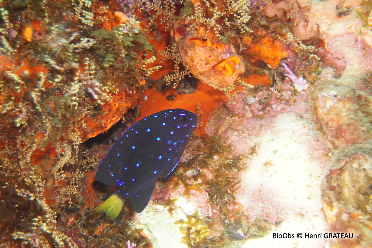 Chaffet queue jaune - Microspathodon chrysurus - Henri GRATEAU - BioObs