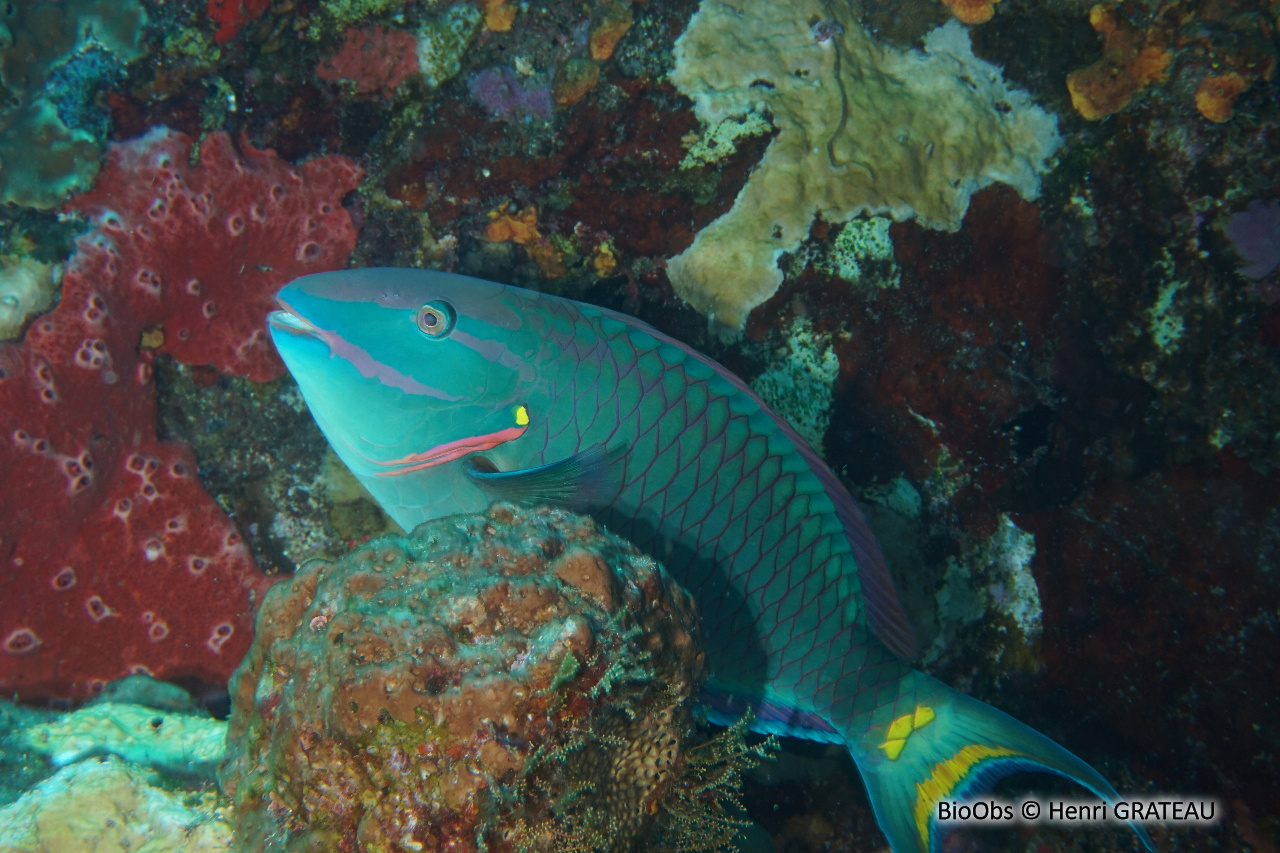 Perroquet feu tricolore - Sparisoma viride - Henri GRATEAU - BioObs