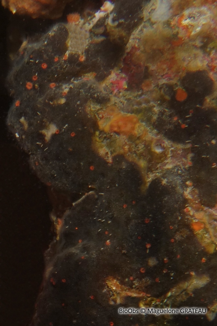 Clione écarlate - Cliona rhodensis - Maguelone GRATEAU - BioObs
