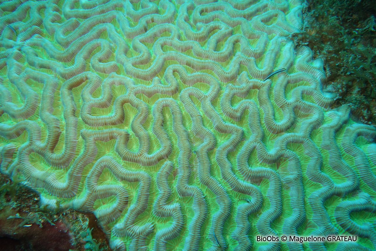 Corail cerveau Natan - Colpophyllia natans - Maguelone GRATEAU - BioObs