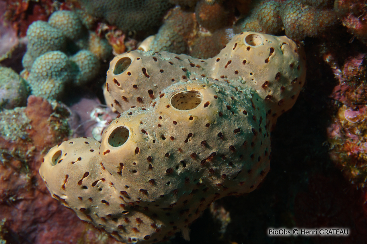 Zoanthaire-éponge marron - Bergia puertoricense - Henri GRATEAU - BioObs