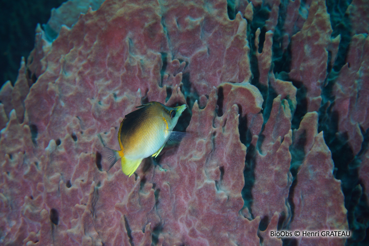Papillon à bec des Caraïbes - Prognathodes aculeatus - Henri GRATEAU - BioObs