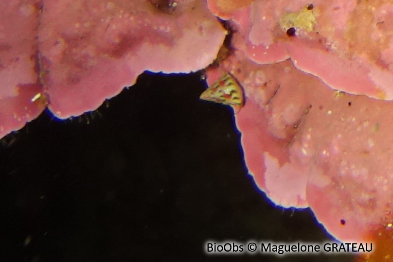 Troque pygmée - Jujubinus exasperatus - Maguelone GRATEAU - BioObs