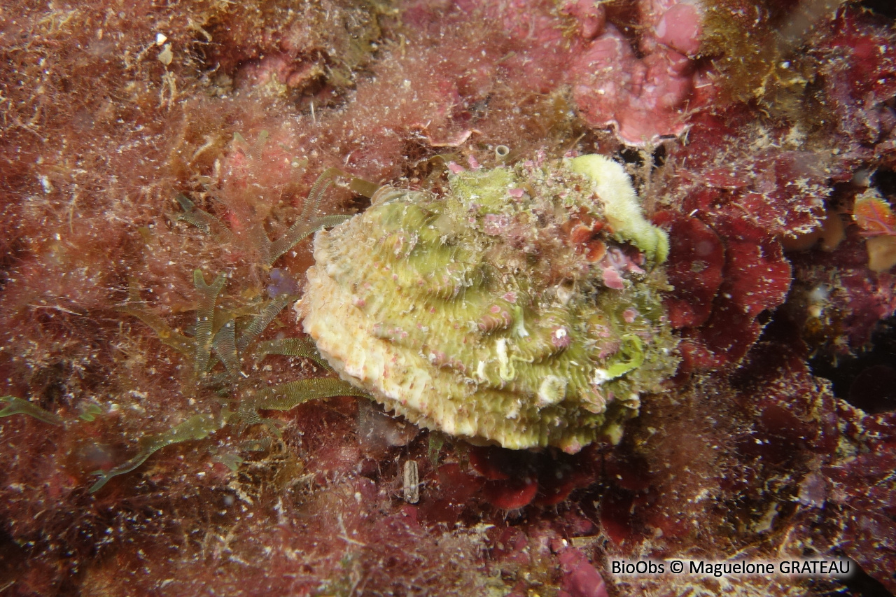 Astrée rugueuse - Bolma rugosa - Maguelone GRATEAU - BioObs