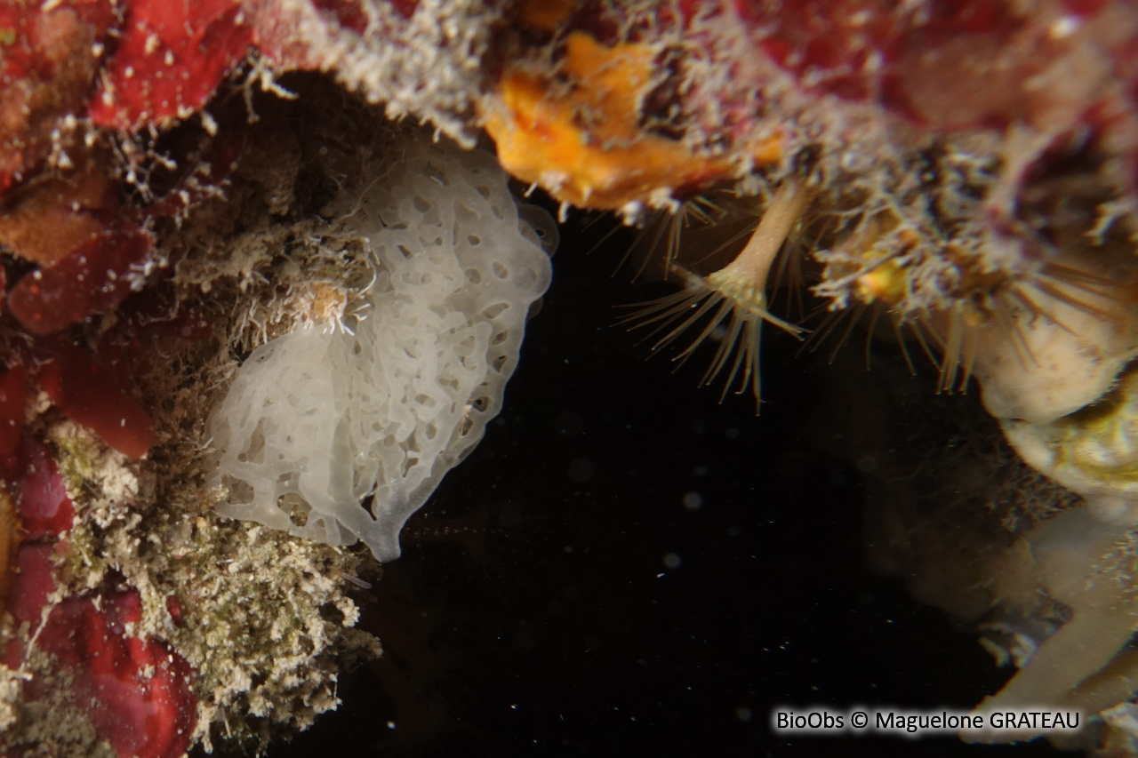 Clathrine blanche - Ascandra contorta - Maguelone GRATEAU - BioObs