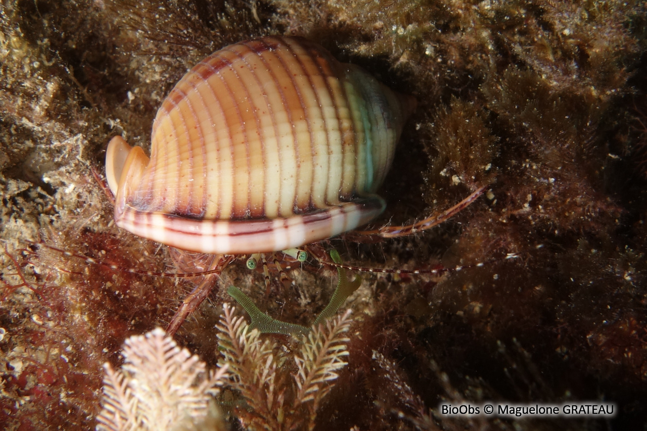 Pagure anachorète - Pagurus anachoretus - Maguelone GRATEAU - BioObs