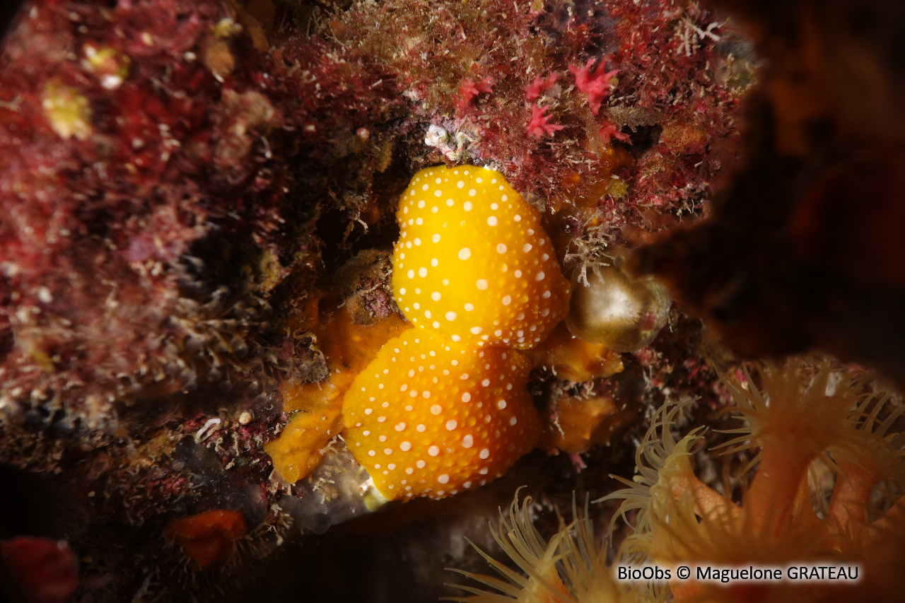 Phyllis à ponctuations blanches - Phyllidia flava - Maguelone GRATEAU - BioObs