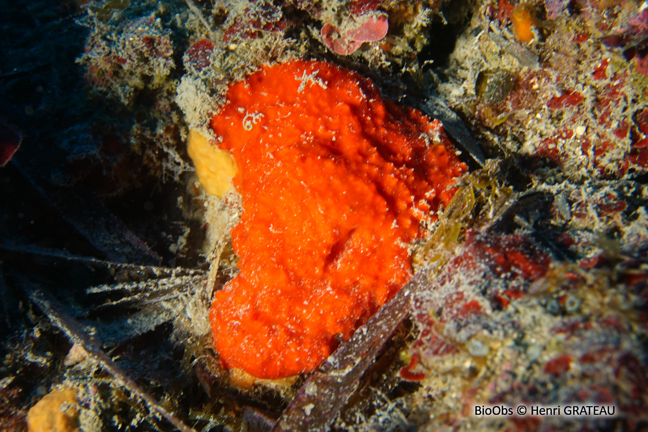 Éponge rouge hirsute - Raspaciona aculeata - Henri GRATEAU - BioObs