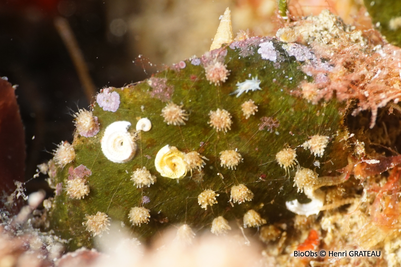 Valkérie tubéreuse - Walkeria tuberosa - Henri GRATEAU - BioObs