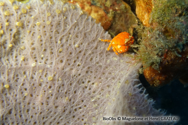 Crabe clown - Platypodiella spectabilis - Maguelone GRATEAU - BioObs