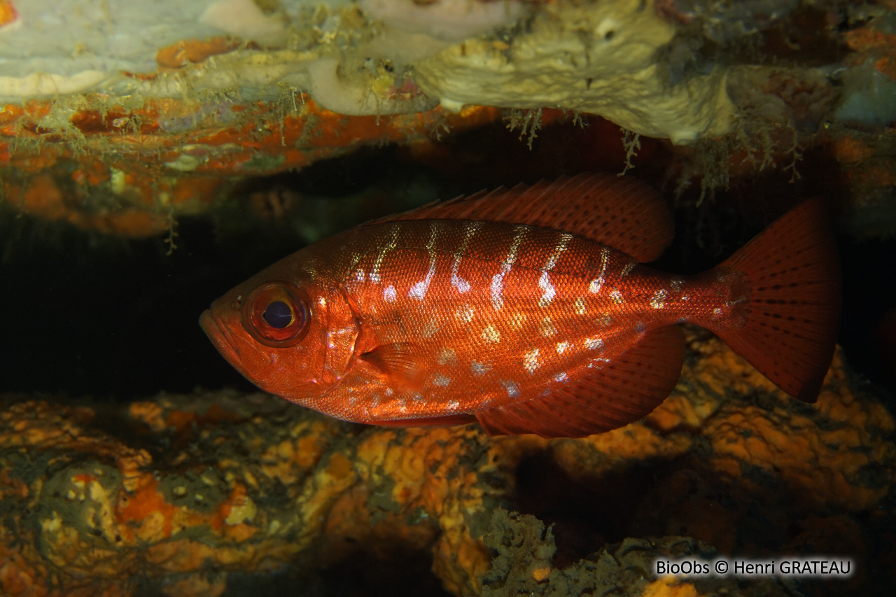 Soleil - Heteropriacanthus cruentatus - Henri GRATEAU - BioObs