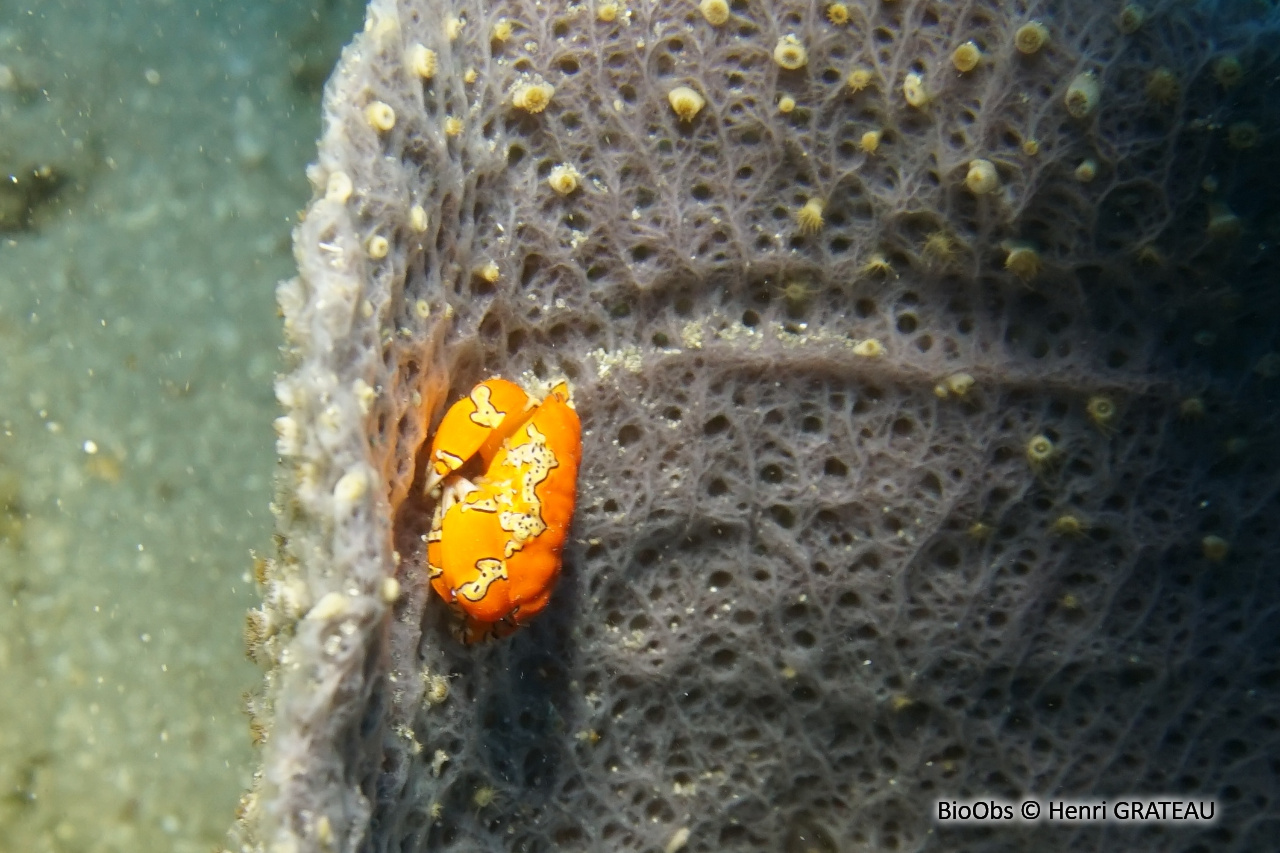 Crabe clown - Platypodiella spectabilis - Henri GRATEAU - BioObs