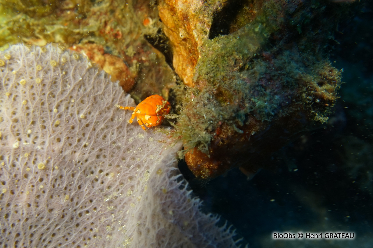Crabe clown - Platypodiella spectabilis - Henri GRATEAU - BioObs