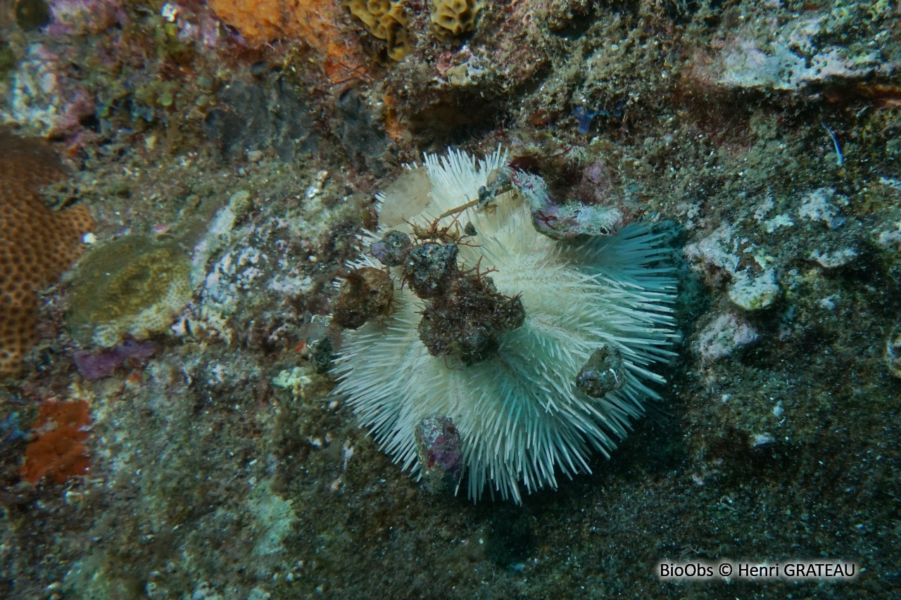 Oursin multicolore - Lytechinus variegatus - Henri GRATEAU - BioObs