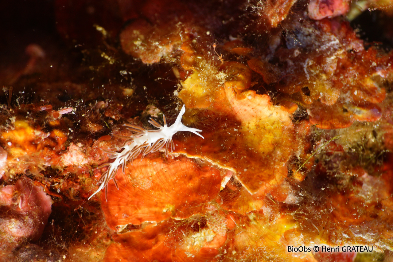 Faceline de la Gabinière - Paraflabellina gabinierei - Henri GRATEAU - BioObs