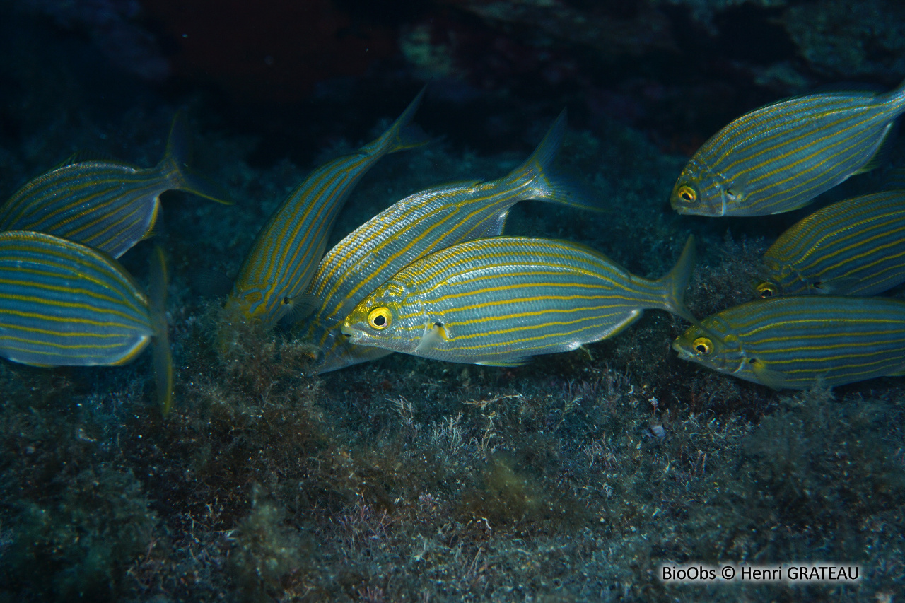 Saupe - Sarpa salpa - Henri GRATEAU - BioObs