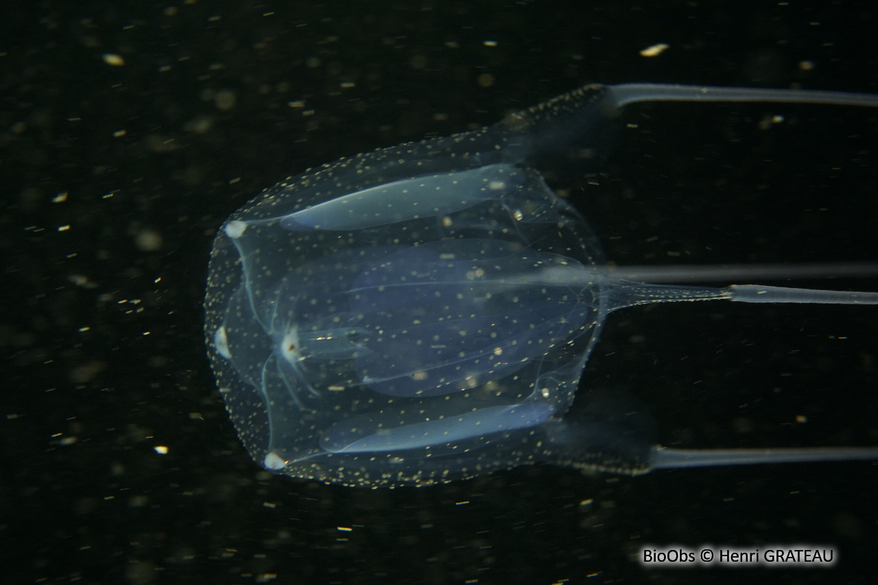 Carybdée marsupiale - Carybdea marsupialis - Henri GRATEAU - BioObs