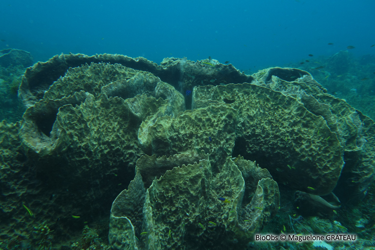 Baril de rhum - Xestospongia muta - Maguelone GRATEAU - BioObs