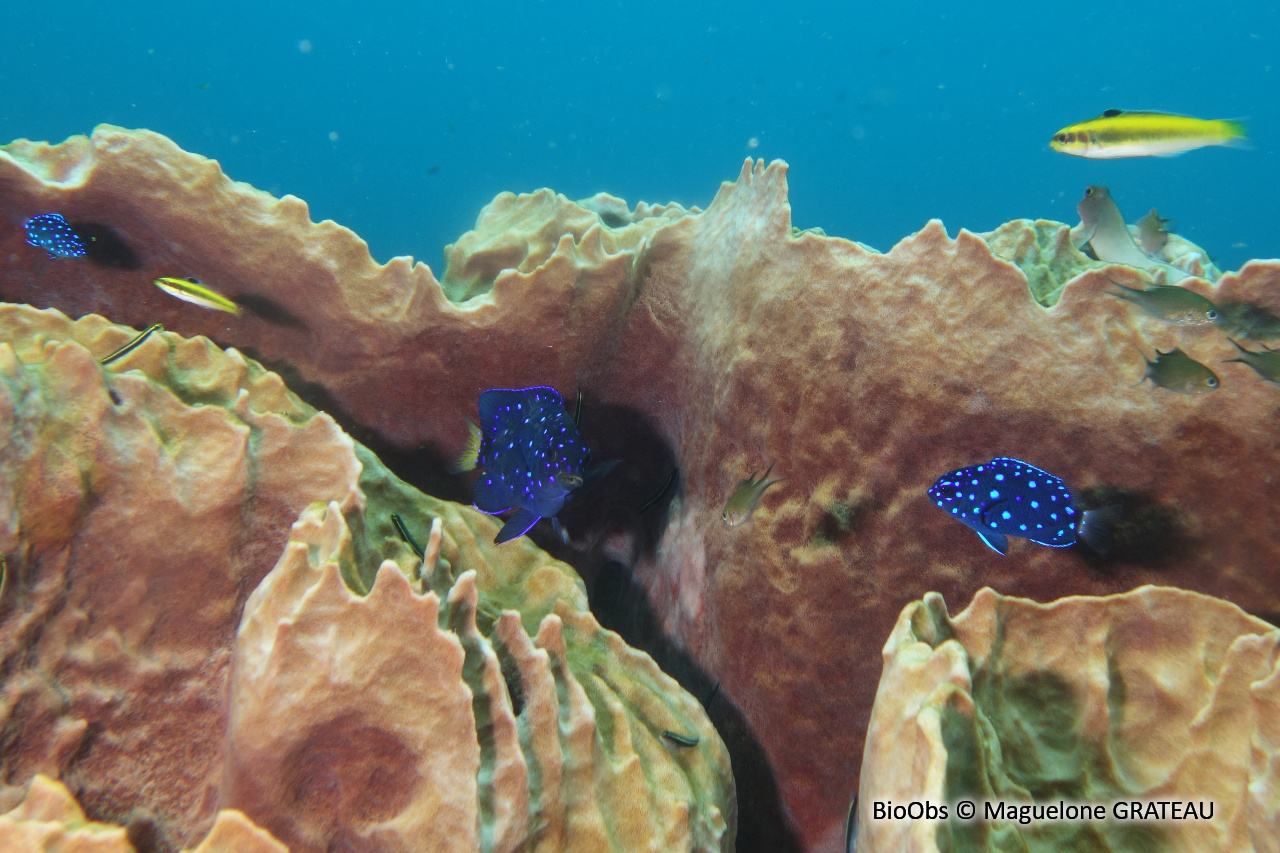 Chaffet queue jaune - Microspathodon chrysurus - Maguelone GRATEAU - BioObs