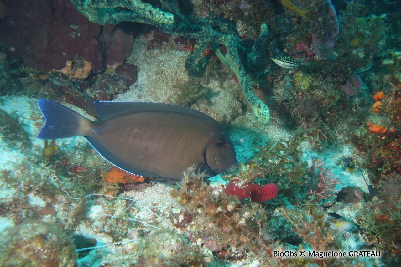 Chirurgien noir - Acanthurus tractus - Maguelone GRATEAU - BioObs