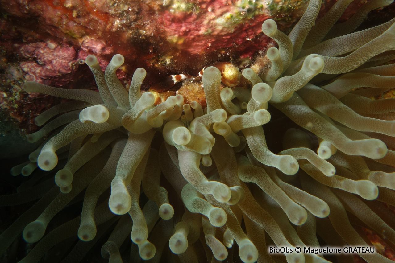 Crabe velu des anémones - Mithraculus cinctimanus - Maguelone GRATEAU - BioObs
