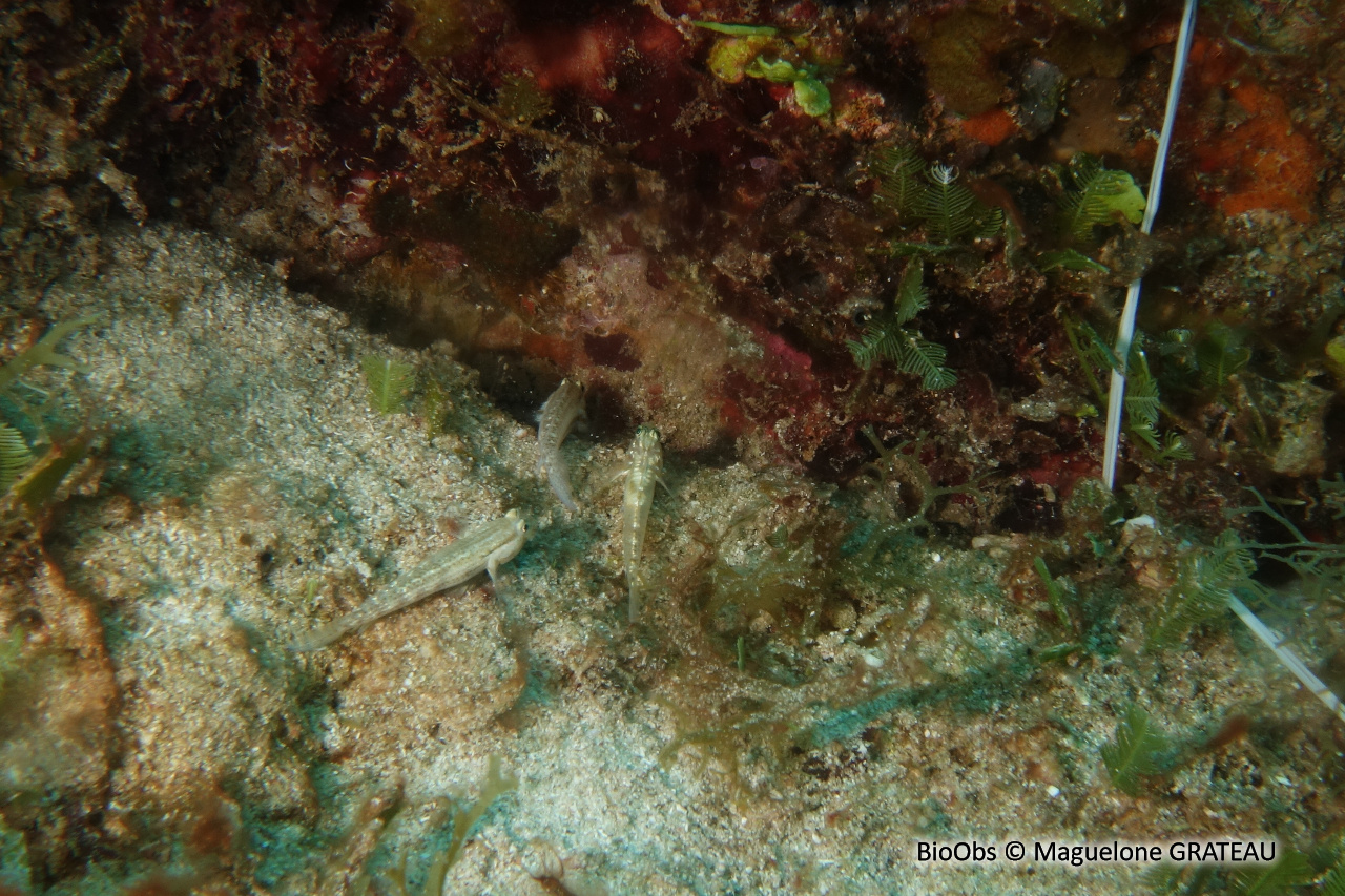 Gobie de fond corallien - Coryphopterus tortugae - Maguelone GRATEAU - BioObs