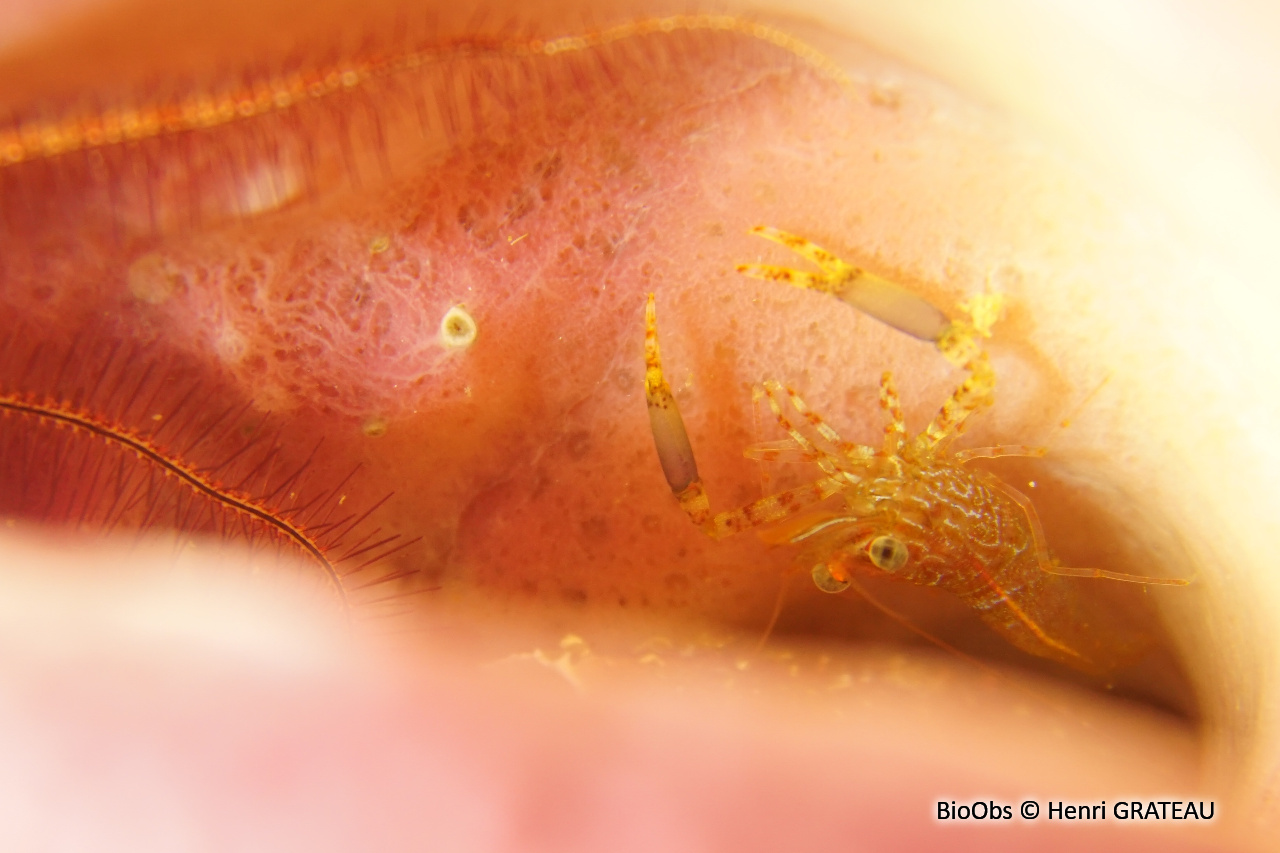 Crevette à gros poignets - Brachycarpus biunguiculatus - Henri GRATEAU - BioObs