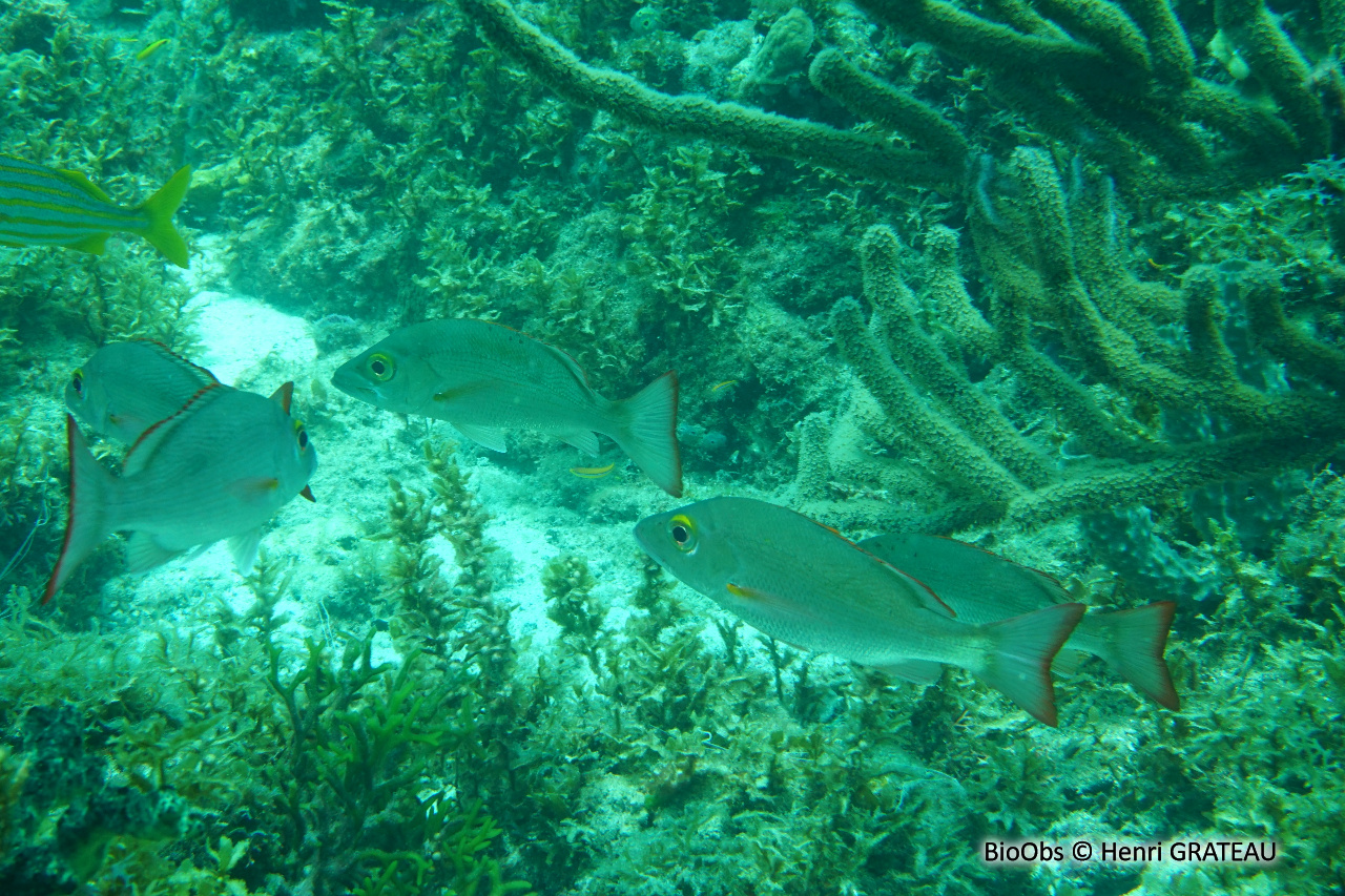 Pagre mahogoni - Lutjanus mahogoni - Henri GRATEAU - BioObs