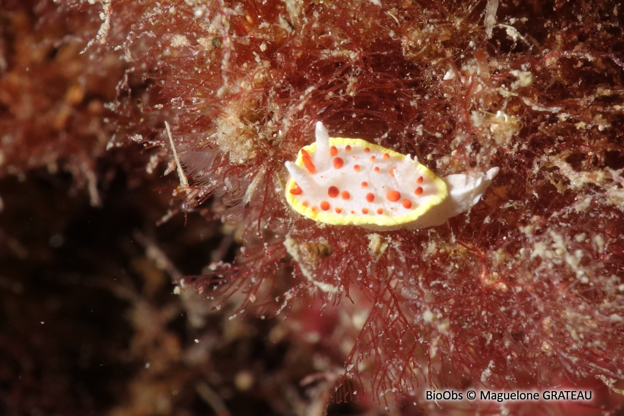 Doris à papilles rouges - Diaphorodoris papillata - Maguelone GRATEAU - BioObs