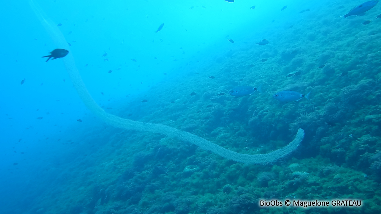 Siphonophores Forskalia (edwardsii/contorta) - Forskalia - Maguelone GRATEAU - BioObs