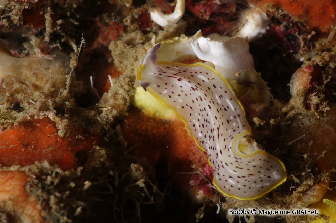Planaire tachetée - Prostheceraeus moseleyi - Maguelone GRATEAU - BioObs