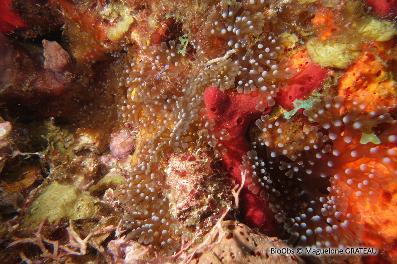 Anémone à rameaux - Lebrunia neglecta - Maguelone GRATEAU - BioObs