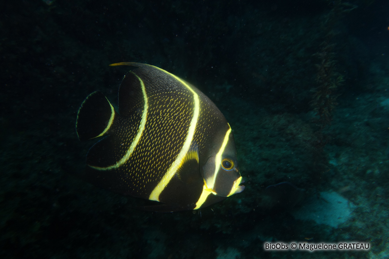 Ange français - Pomacanthus paru - Maguelone GRATEAU - BioObs