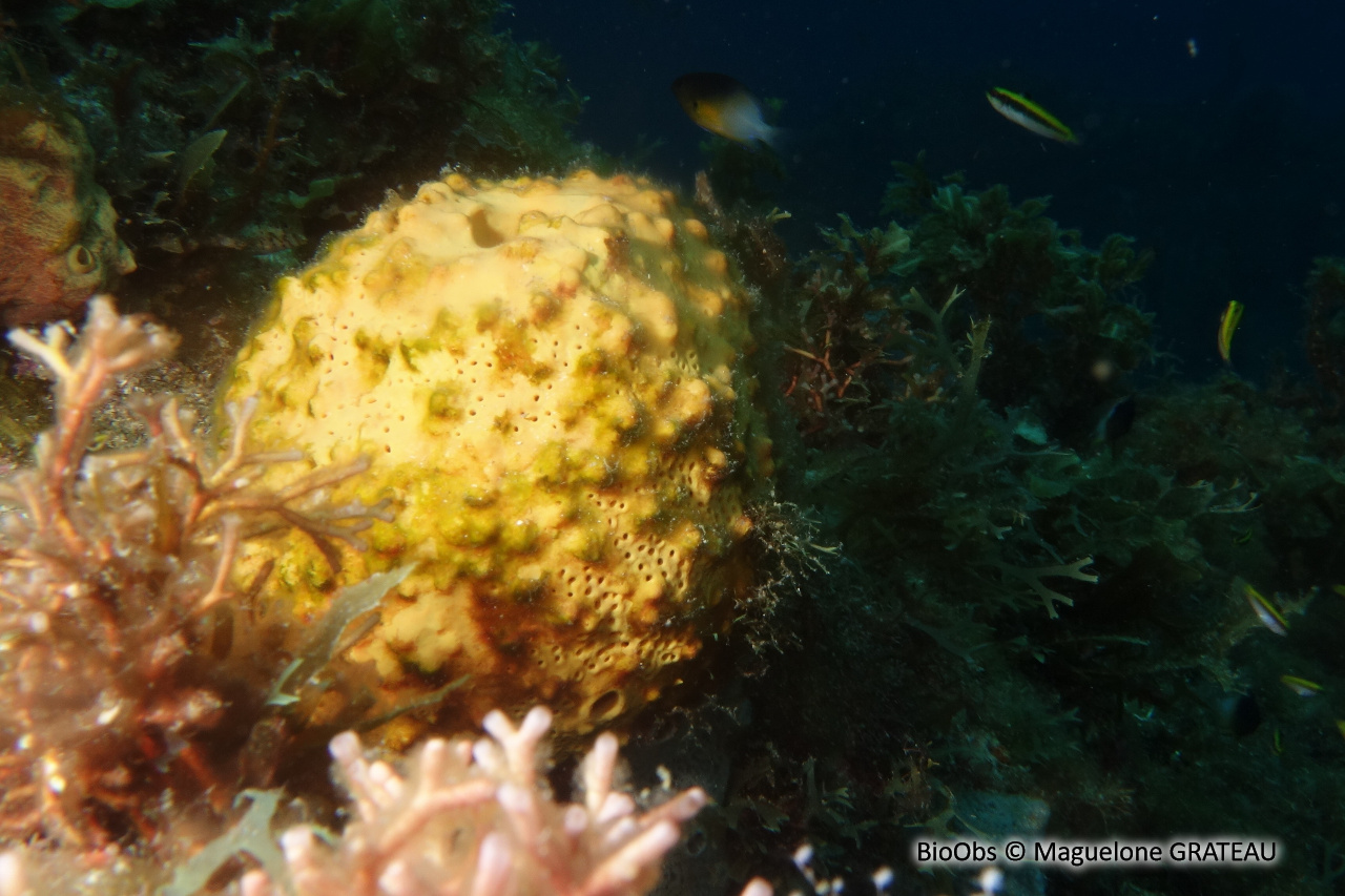 Eponge multicolore - Aiolochroia crassa - Maguelone GRATEAU - BioObs