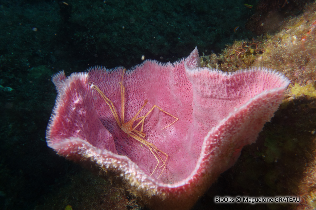 Eponge-vase rose - Niphates digitalis - Maguelone GRATEAU - BioObs