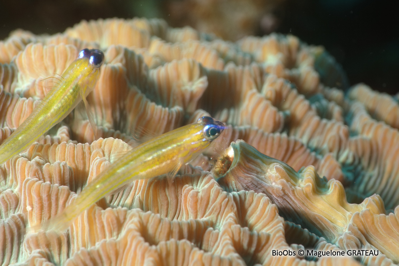 Gobie-néon jaune à nez bleu - Coryphopterus lipernes - Maguelone GRATEAU - BioObs
