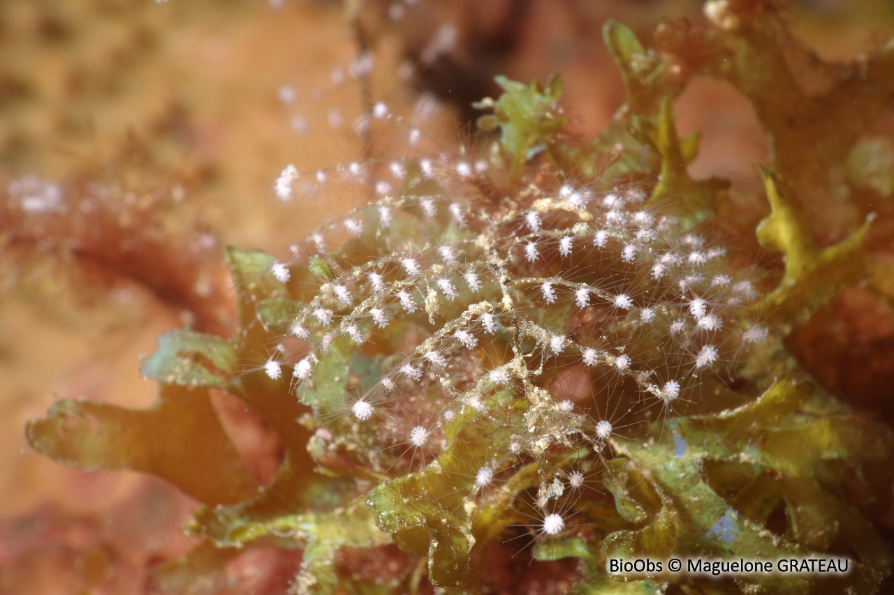 Hydraire des amarres - Pennaria disticha - Maguelone GRATEAU - BioObs