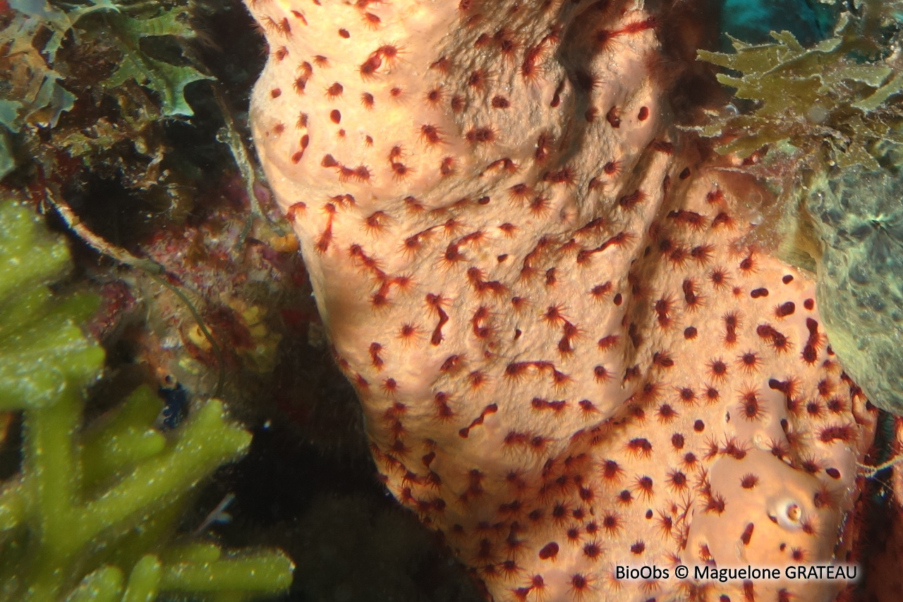 Zoanthaire-éponge marron - Bergia puertoricense - Maguelone GRATEAU - BioObs