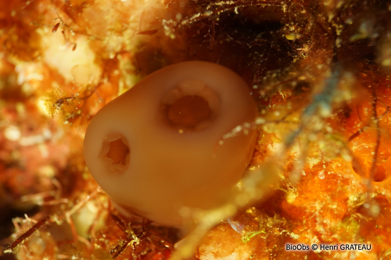 Ascidie de récif - Rhopalaea abdominalis - Henri GRATEAU - BioObs