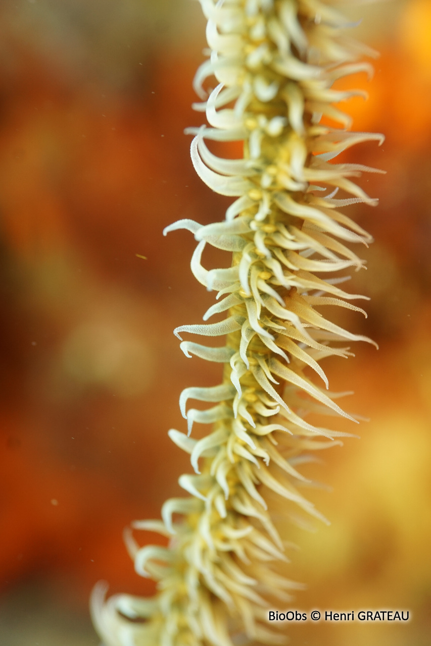 Corail fil de fer - Stichopathes luetkeni - Henri GRATEAU - BioObs