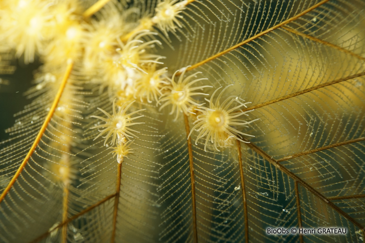 Zoanthaire des hydraires - Hydrozoanthus tunicans - Henri GRATEAU - BioObs