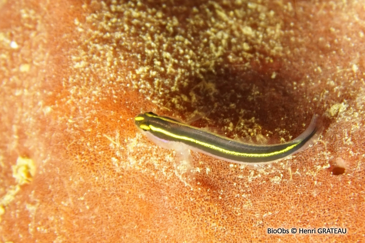 Gobie-néon nez jaune - Elacatinus randalli - Henri GRATEAU - BioObs