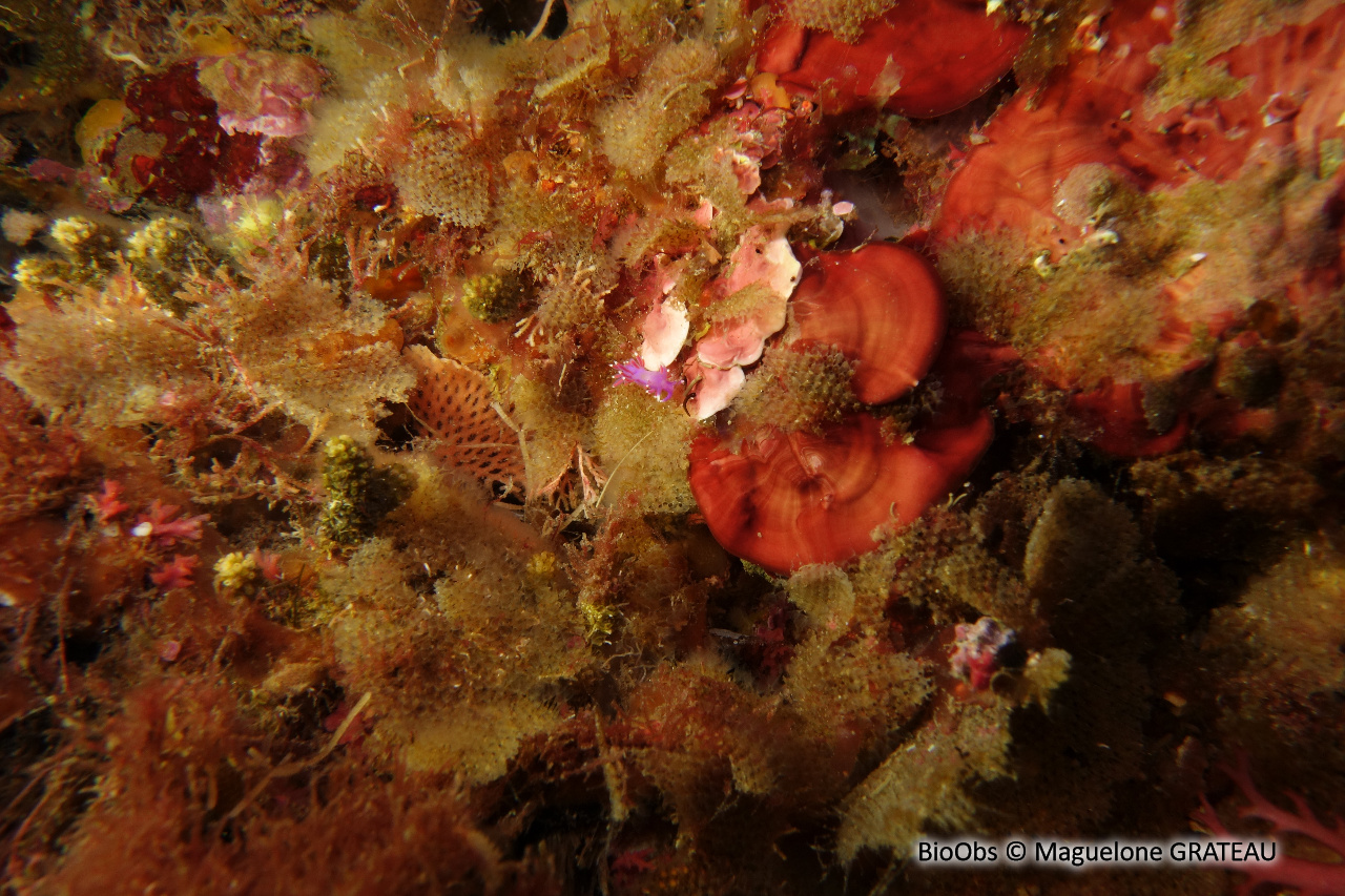 Bryozoaire en croûte - Beania magellanica - Maguelone GRATEAU - BioObs