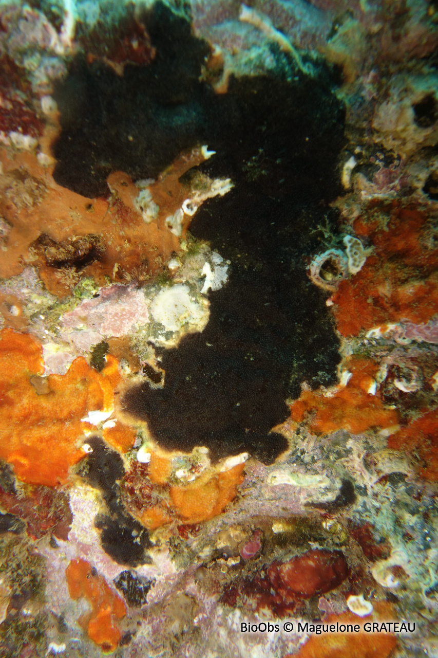 Bryozoaire encroûtant noir - Reptadeonella violacea - Maguelone GRATEAU - BioObs