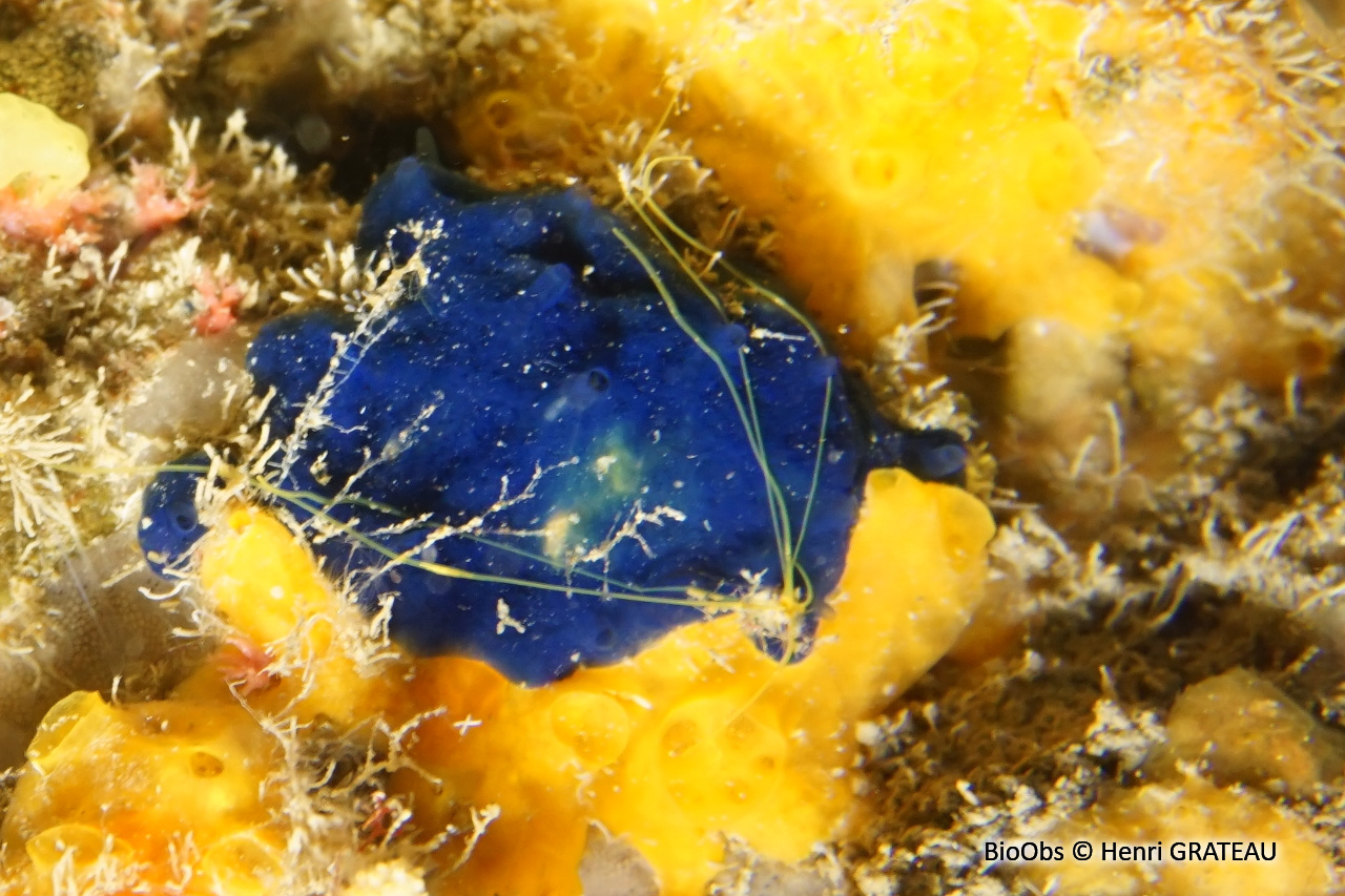 Eponge encroûtante bleue - Terpios gelatinosus - Henri GRATEAU - BioObs