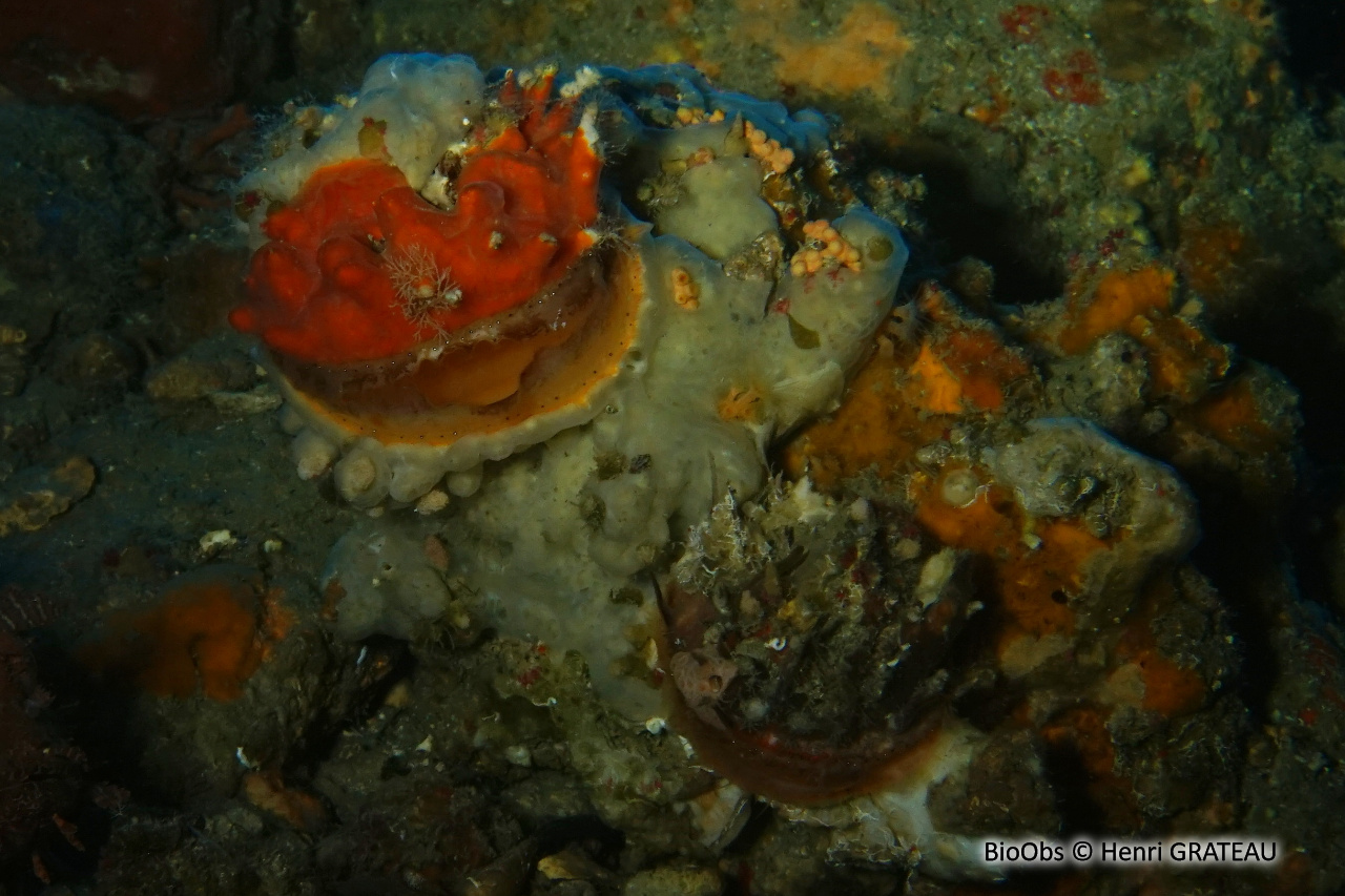 Spondyle pied-d'âne - Spondylus gaederopus - Henri GRATEAU - BioObs