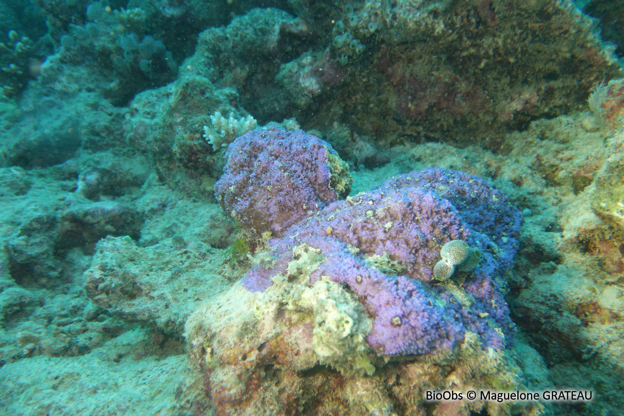 Corail poreux bleu - Montipora efflorescens - Maguelone GRATEAU - BioObs