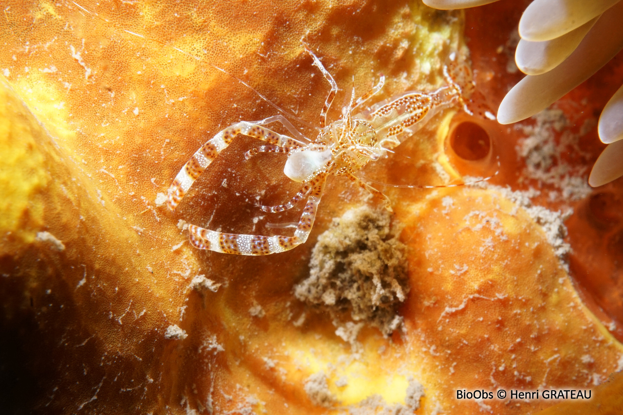 Crevette des anémones-soleil - Periclimenes rathbunae - Henri GRATEAU - BioObs