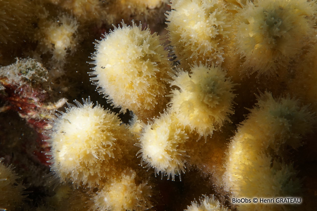Madrace jaune - Madracis auretenra - Henri GRATEAU - BioObs