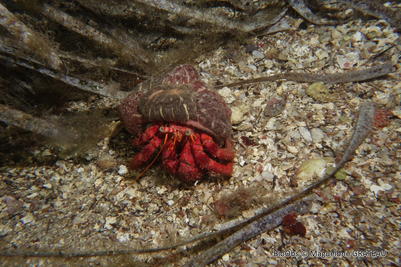 Grand pagure - Dardanus calidus - Maguelone GRATEAU - BioObs